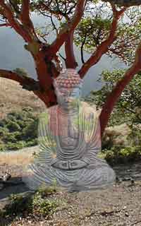 tree buddah